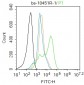 phospho-HSP70 (Tyr41) Rabbit pAb